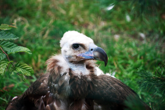 Vulture Bird At The Zoo