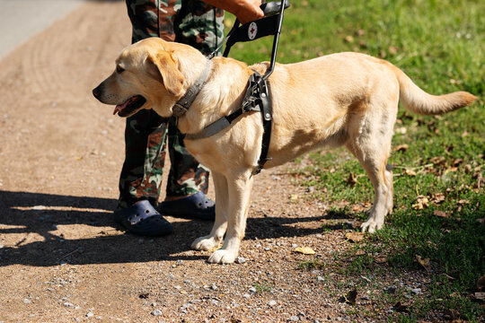 Yellow Labrador guide dog wearing a working harness stands beside its handler on an outdoor path, illustrating assistance, mobility, accessibility and independent travel.
