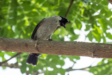Naklejka premium A bulbul in a tree with dense foliage.