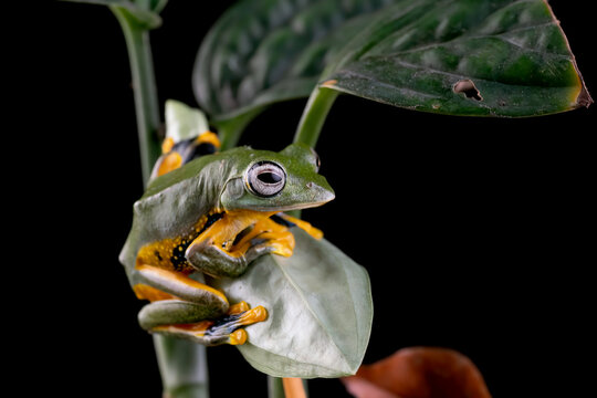 a javan tree frog on a leaf ready to jump