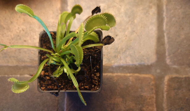 Venus Flytrap