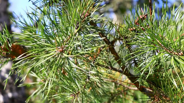 A close-up shot of a pine tree branch with needles and cones