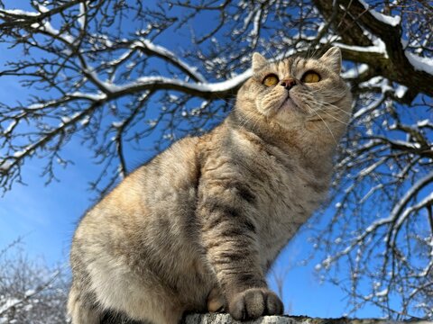 Charming cat in winter snowy garden