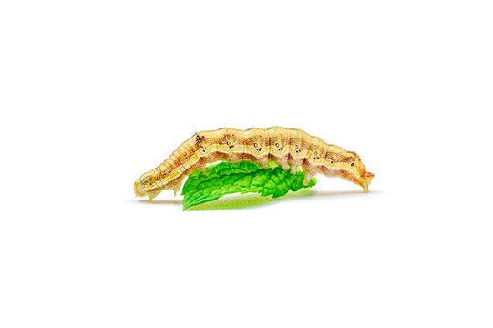 Helicoverpa armigera caterpillar on red chili pepper isolated on white background. Macro shot