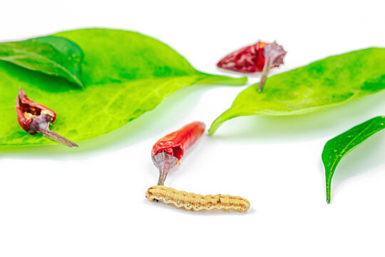 Helicoverpa armigera caterpillar on red chili pepper isolated on white background. Macro shot