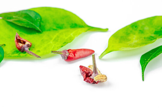 Helicoverpa armigera caterpillar on red chili pepper isolated on white background. Macro shot
