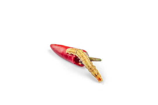 Helicoverpa armigera caterpillar on red chili pepper isolated on white background. Macro shot
