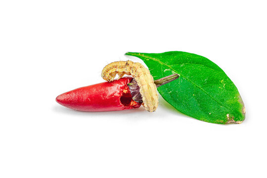 Helicoverpa armigera caterpillar on red chili pepper isolated on white background. Macro shot
