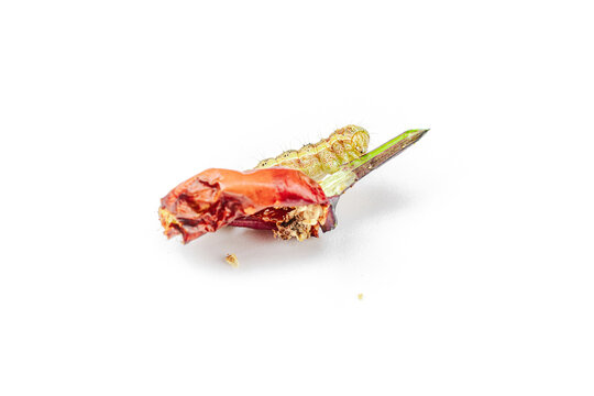 Helicoverpa armigera caterpillar on red chili pepper isolated on white background. Macro shot