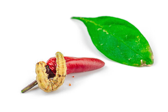 Helicoverpa armigera caterpillar on red chili pepper isolated on white background. Macro shot