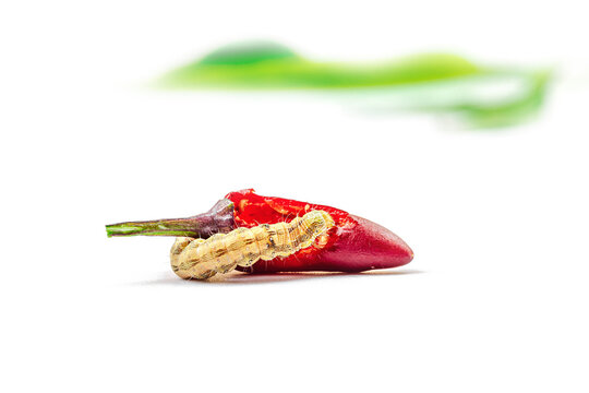 Helicoverpa armigera caterpillar on red chili pepper isolated on white background. Macro shot