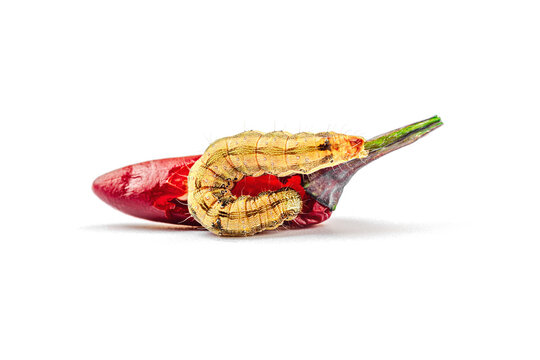 Helicoverpa armigera caterpillar on red chili pepper isolated on white background. Macro shot