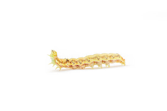 Helicoverpa armigera caterpillar on red chili pepper isolated on white background. Macro shot