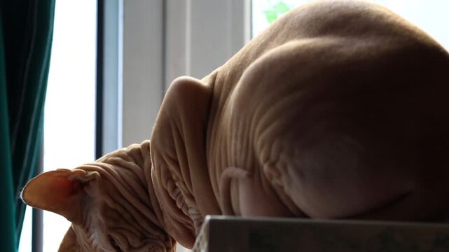 A cat sitting on a table next to a window