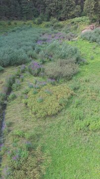 Drone Aerial View Flying Low Over Dried Bijambare Lake Bed with Purple Wildflowers Grass and Forest Background