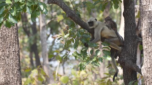 Northern plains gray langur, Satpura Tiger Reserve, Madhya Pradesh, India
Northern plains gray langur resting on a tree branch with a baby clinging to its back in Satpura Tiger Reserve, Madhya Pradesh