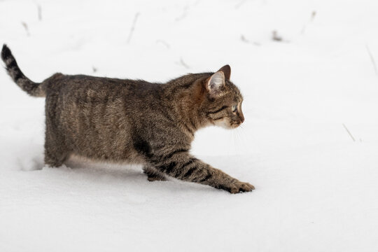 Tabby cat walking through snowy field in winter profile