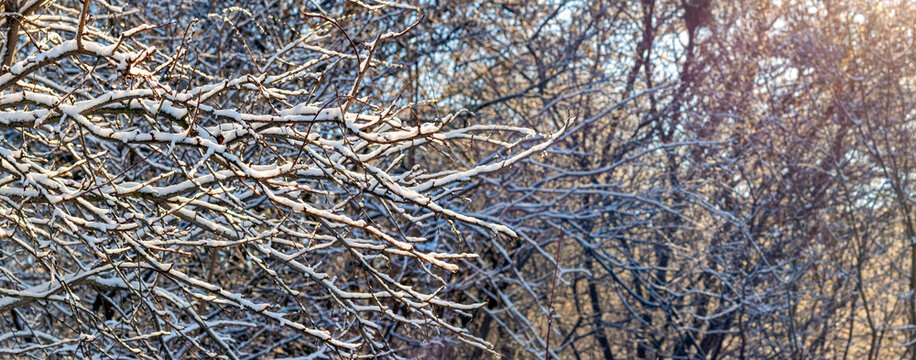 Snow-covered tree branches lit by sunlight in winter forest