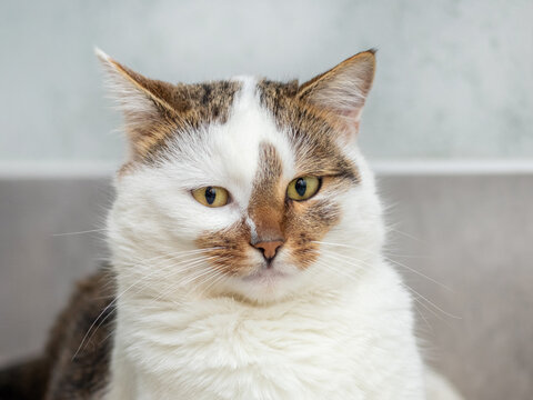 Portrait of white and orange cat with yellow eyes close-up indoors