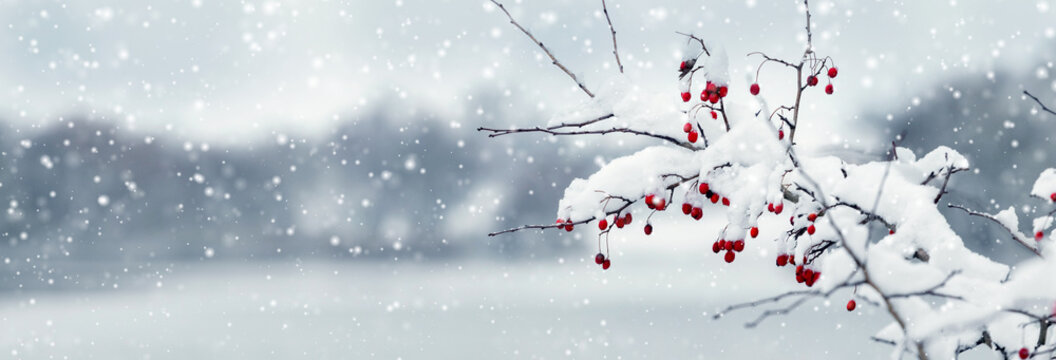 Branch with red berries covered in snow during snowfall on blurred background