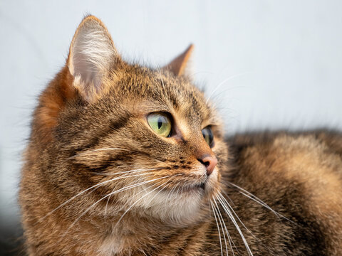 Profile of tabby cat with green eyes close-up on light background