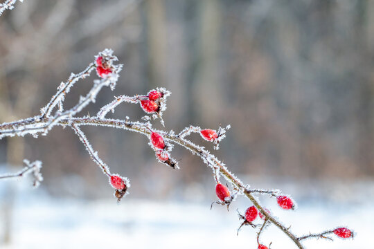 Rosehip branch with red berries covered in frost on blurred forest background