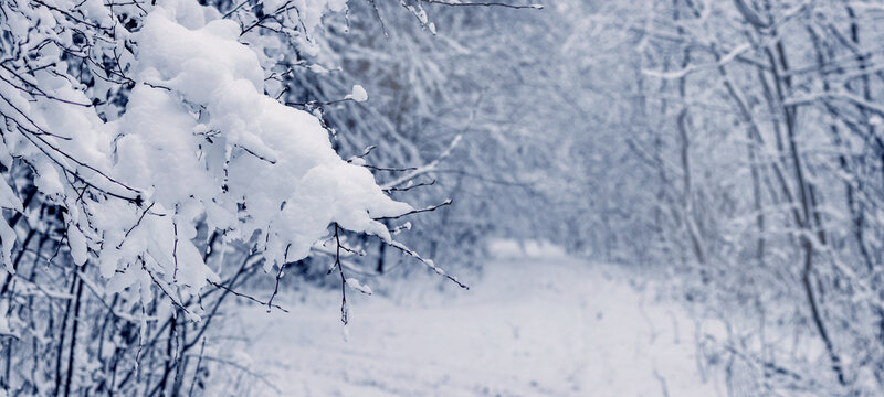 Snow-covered path among trees in winter forest with snow-laden branches