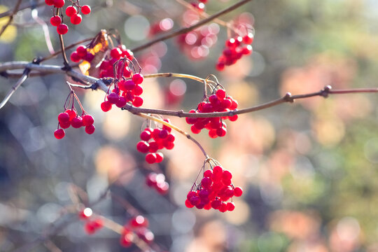 Viburnum branch with red berries on blurred autumn background close-up