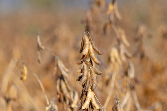 Ripe soybean pods in field ready for harvest in autumn