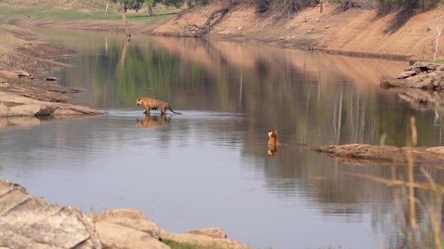 Two Bengal tiger bathing in the Satpura river,
 Satpura Tiger Reserve, Madhya Pradesh, India, 2025
