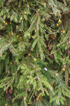 Evergreen spruce decorated with glowing lights