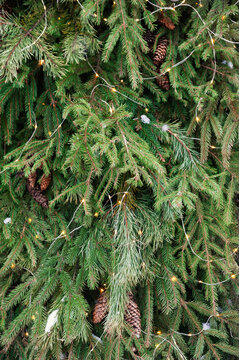 Evergreen spruce decorated with glowing lights