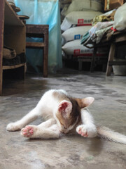 A tiny white and brown kitten sitting and grooming its hind leg © Itsvsakib