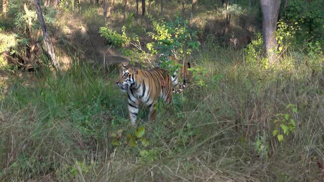 Bengal tigers, Bori Tiger Reserve, Madhya Pradesh, India
Two Bengal tigers resting together in tall grass under soft forest light in Bori Tiger Reserve, Madhya Pradesh, India.
