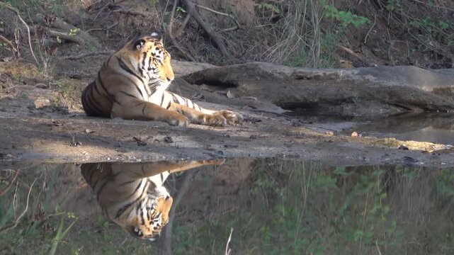 Bengal tiger, Bori Tiger Reserve, Madhya Pradesh, India
Bengal tiger resting beside a still water pool with a clear reflection in Bori Tiger Reserve, Madhya Pradesh, India.
