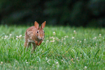 Brown rabbit stands alert in vibrant green grass. Tiny white flowers dot the lush field around it. Dense foliage forms a soft blurred background. Its ears perk upward, eyes gaze forward attentively © Mark