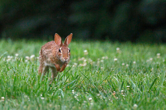Brown rabbit stands alert in vibrant green grass. Tiny white flowers dot the lush field around it. Dense foliage forms a soft blurred background. Its ears perk upward, eyes gaze forward attentively