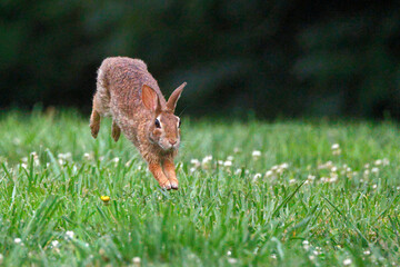 Brown rabbit leaps across vibrant green grass. Tiny white flowers dot the meadow. Soft focus background emphasizes motion and nature. Ideal for wildlife or springtime scenes © Mark