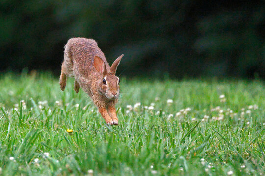 Brown rabbit leaps across vibrant green grass. Tiny white flowers dot the meadow. Soft focus background emphasizes motion and nature. Ideal for wildlife or springtime scenes