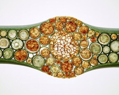 Microscopic Cross-Section of Plant Stem, Revealing Cell Layers and Tissue Structure
