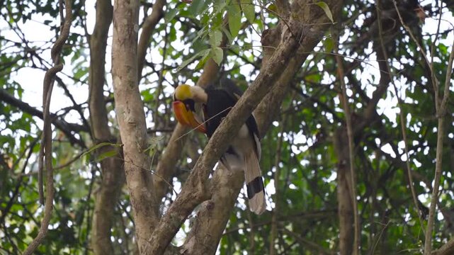 Malabar Pied Hornbill Perched High In Satpura Forest
Malabar pied hornbill perches on tree branch in Satpura National Park, India, 26 August 2026.
