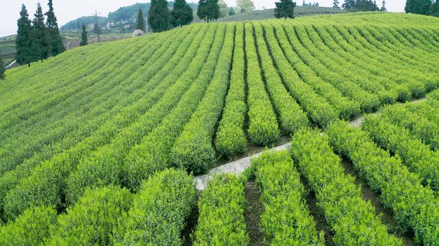 Tea plantation rows on a green hillside