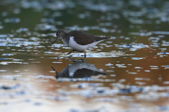 common sandpiper