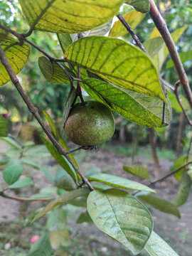 A single green guava fruit hanging from a branch on a tree in a garden