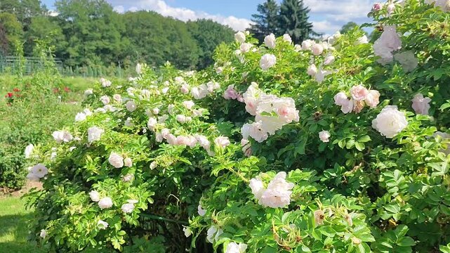 Lush white rose bush blooming in sunny summer garden. Flowering shrub with abundant blossom in park landscape. Floral nature and horticulture concept