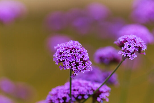 Purple Verbena Bonariensis Flowers natural macro floral background
