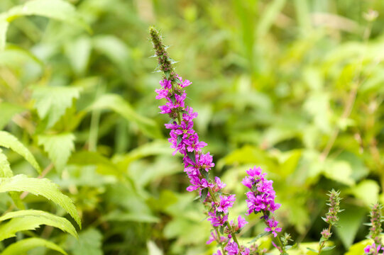Flora of Finland -bright flowering spikes of Lythrum salicaria, purple loosestrife, as a part of a summer bouquete