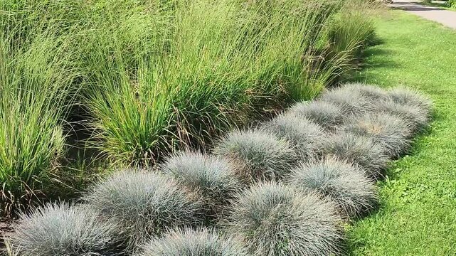 Ornamental grass border with blue fescue and tall green grass along garden path. Landscape design and natural texture in sunny park on summer day