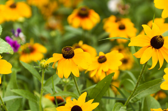Flowering Rudbeckia,  black-eyed Susan, natural macro floral background