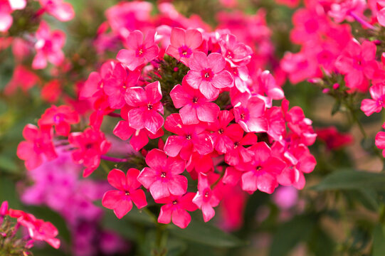 Bright Pink Garden Phlox paniculata, garden phlox natural floral macro background